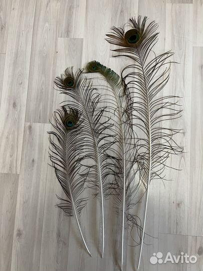 Перо павлина