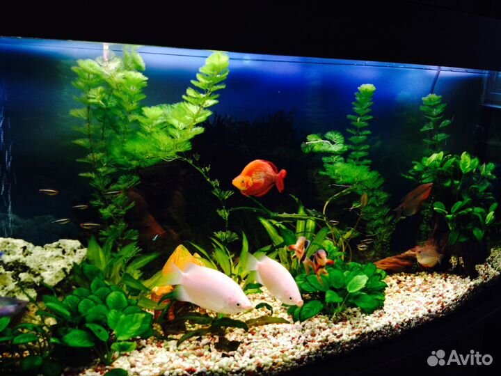 Аквариум с тумбой 240л. бу