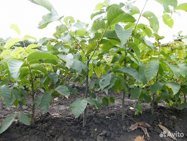 Саженцы грецкого ореха Идеал -35 градусов