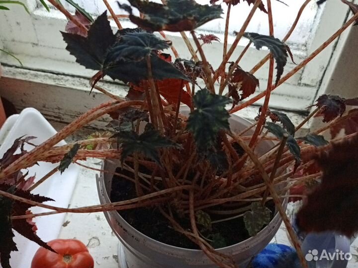 Комнатные цветы