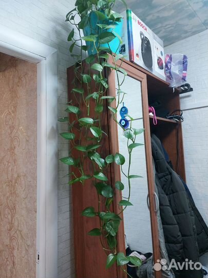 Комнатные цветы