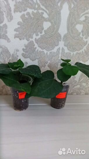 Сортовые гибискусы