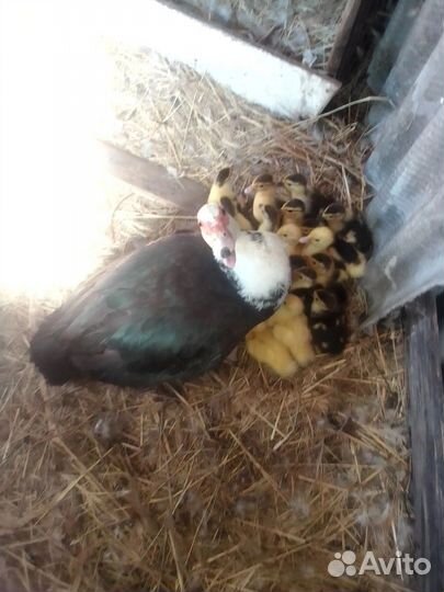 Утята индоутки