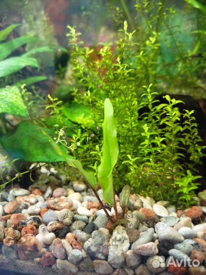 Криптокорина и Анубис