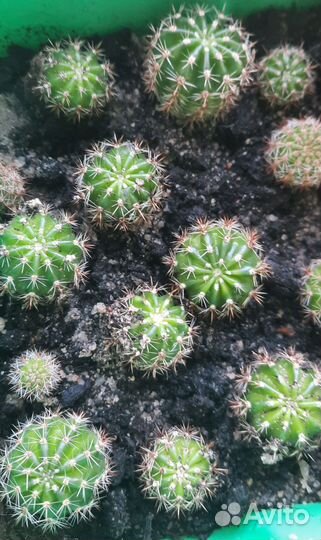 Кактус Эхинопсис