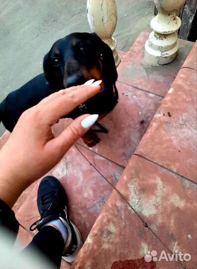 Кобель таксы, для вязки