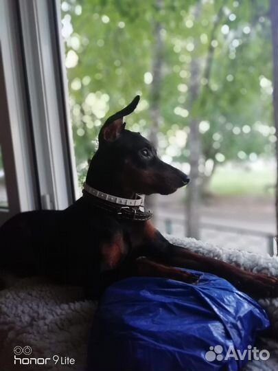 Щенки цвергпинчера