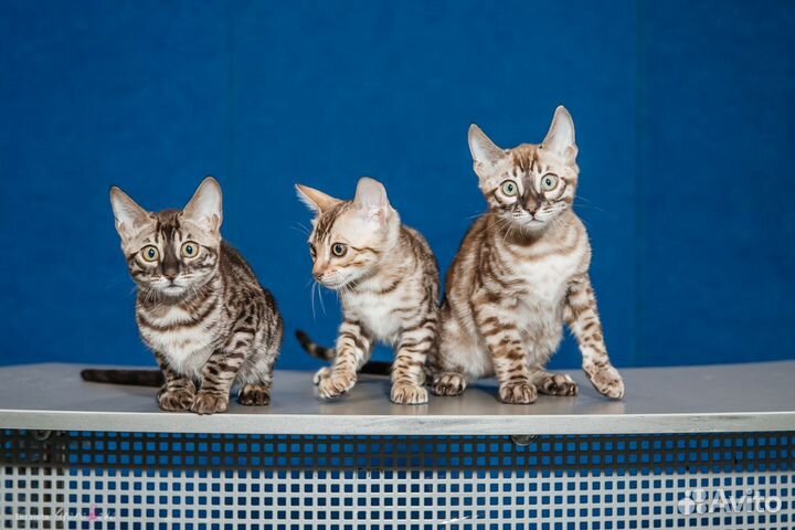 Бенгальские котята