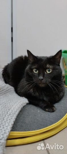 Кошка ищет дом