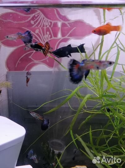 Гуппи. Анциструсы L144