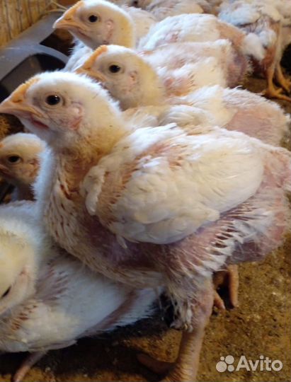 Цыплята бройлеры росс 308