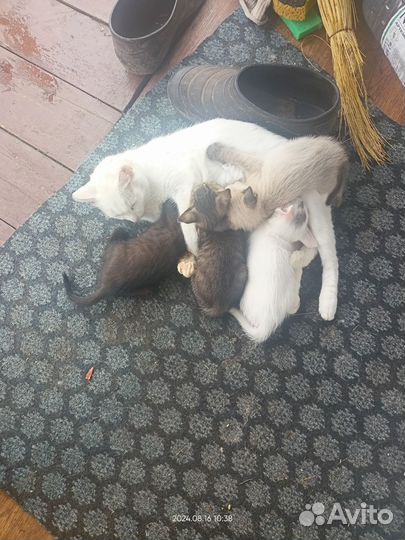 Отдам котят добрые руки