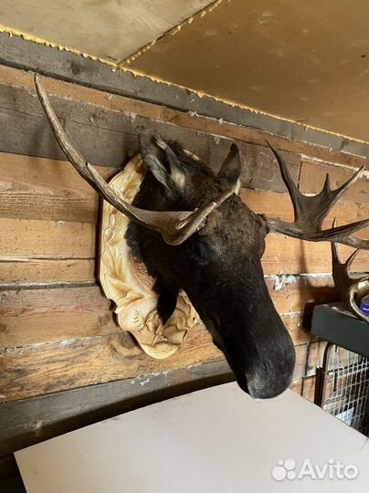 Чучела животных