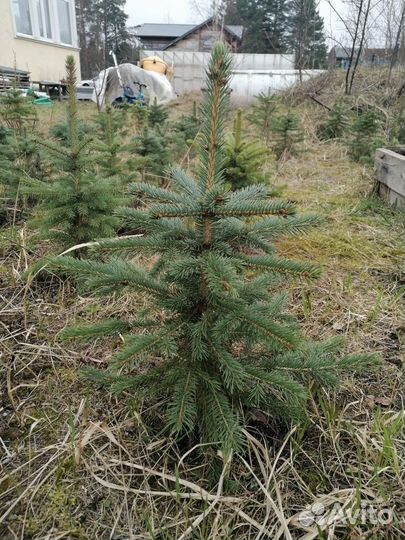 Саженцы ель голубая