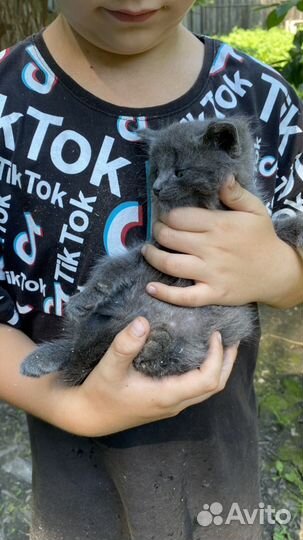 Котята крысоловы