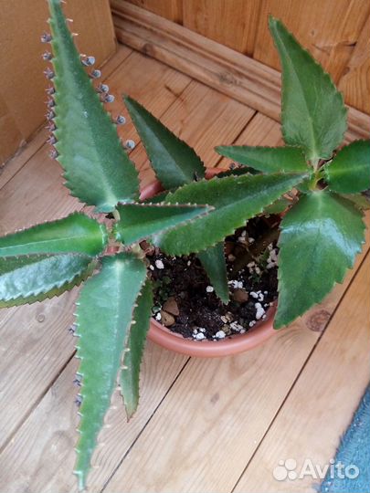 Комнатные цветы