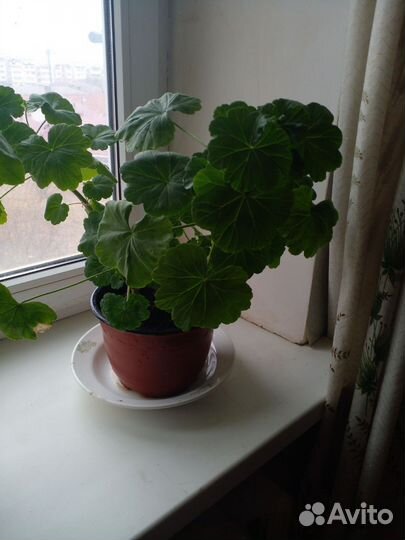 Герань пеларгония