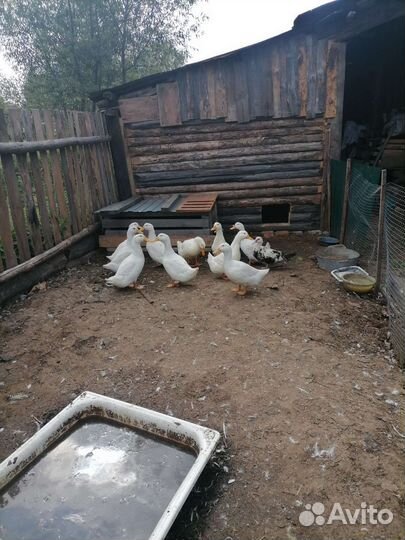 Продаю уток