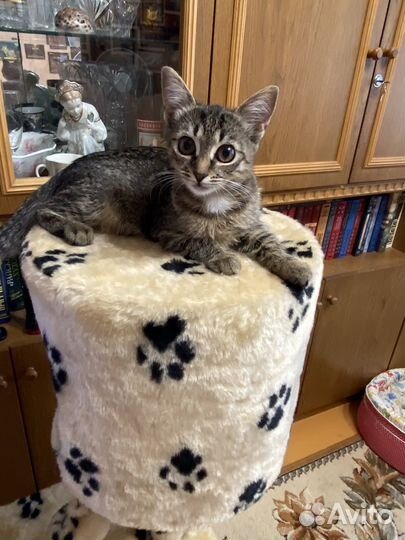 Котенок в дар