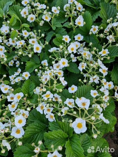 Виктория, клубника, земляника