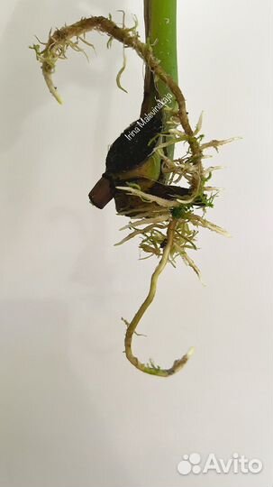 Monstera Burle Marx Flame