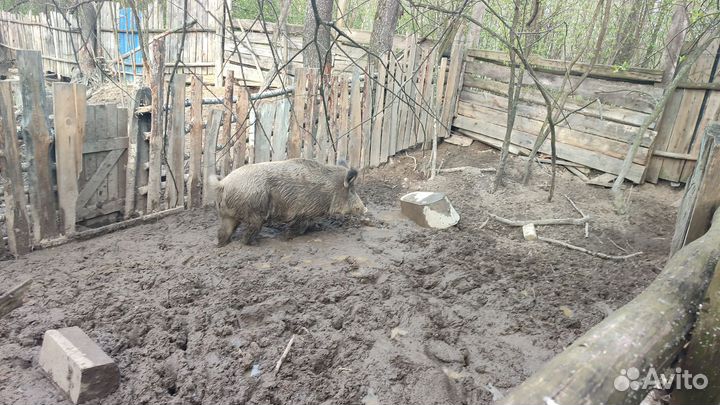 Дикий кабан