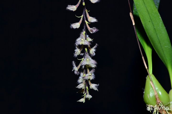 Редкая орхидея cattleya, lepanthes, Пробковый дуб