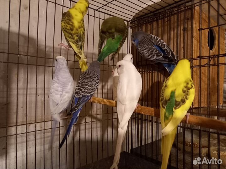 Попугаи волнистые