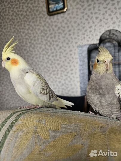 Попугай Корелла птенцы