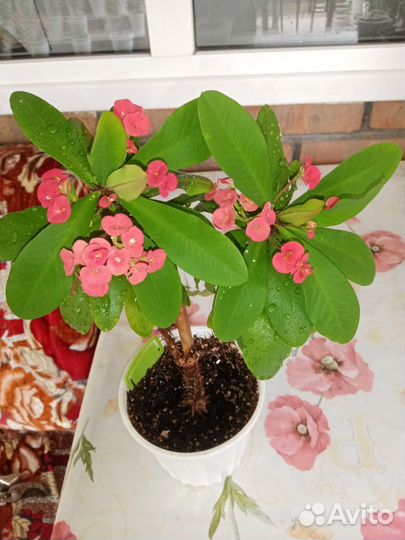 Эуфорбия Миля