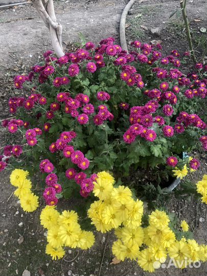 Хризантемы мультифлора -черенки с корнями