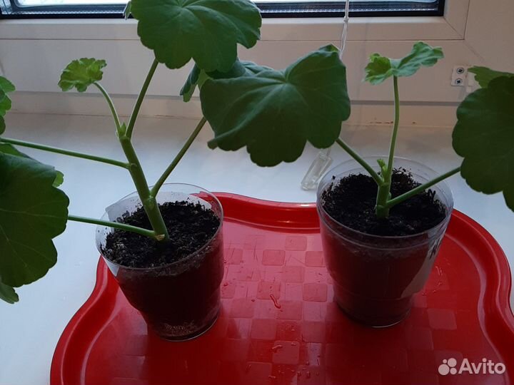 Пеларгония герань