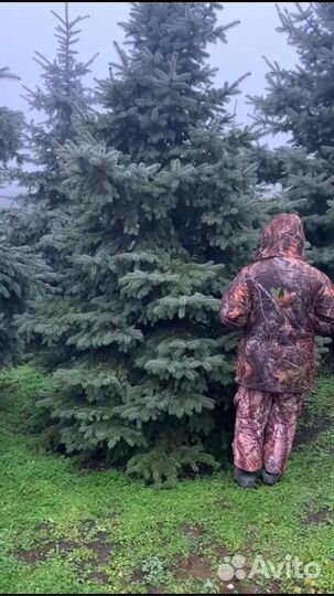 Голубые ели крупномеры. В наличии. Доставка