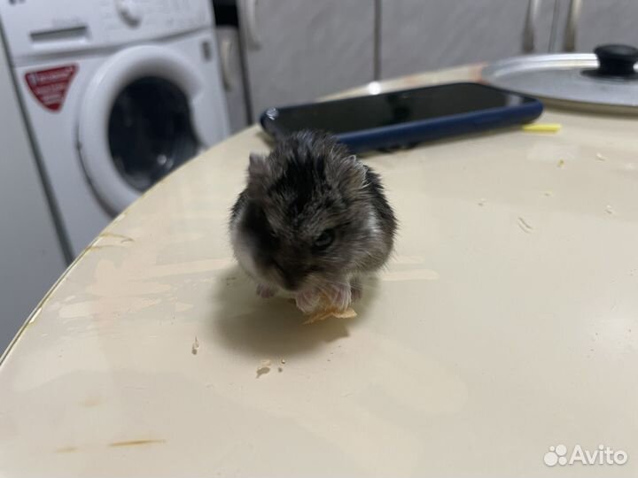 Джунгарский хомяк