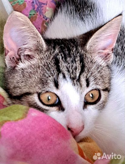 Котенок шалун 3 мес в добрые руки