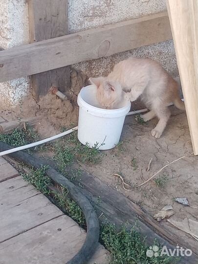 Катенька