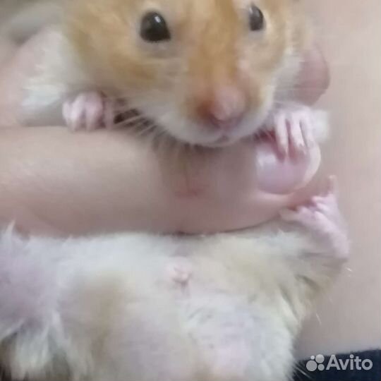 Продам хомячка с клеткой