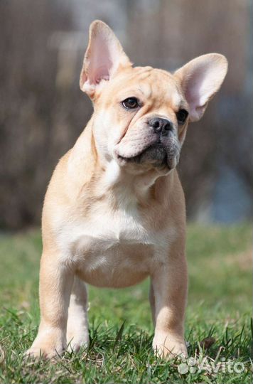 Рыжие солнышки