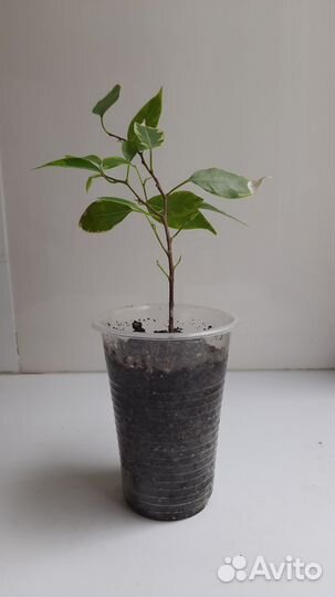 Фикус бенджамина пестролистный