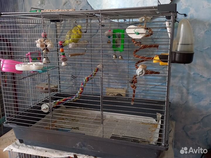 Волнистый попугай получех