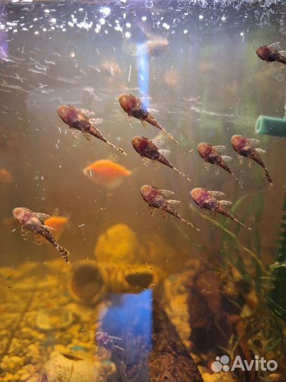 Сомики анциструсы каждый 5-й бесплатно