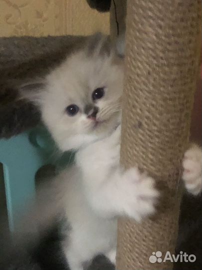 Котята регдолл