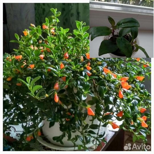 Комнатные цветы