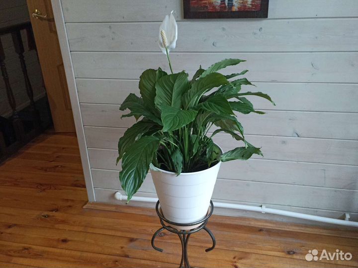 Спатифиллум
