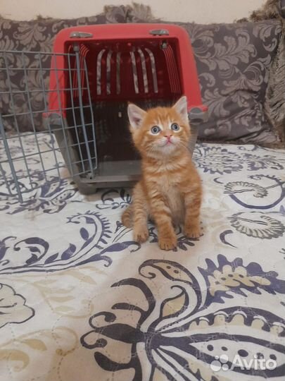 Котики бесплатно в добрые руки