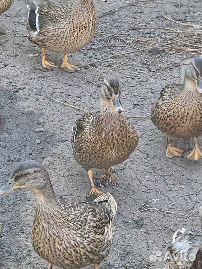 Подсадные утки