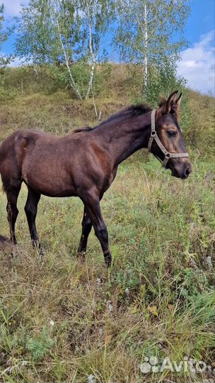 Лошадь кобылка