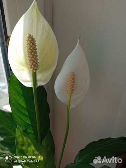 Спатифиллум,зензи карлик,каланхоэ желтый шар