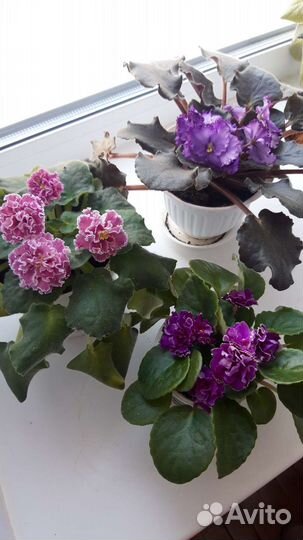 Фиалка в горшках