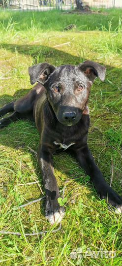 Чёрный лощеный мальчик щенок